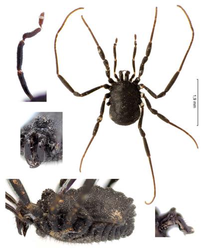 Nemastoma lugubre